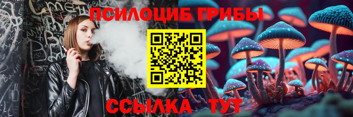 Галлюциногенные грибы Psilocybe Будённовск
